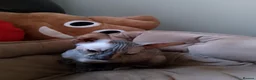 Sphynx cats for sale: 5 Canadian Sphynx kittens for sale - Advert 5