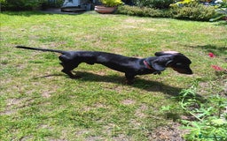 Dachshund dogs for sale: 1 year old Male Dauchund for Sale - Image 11