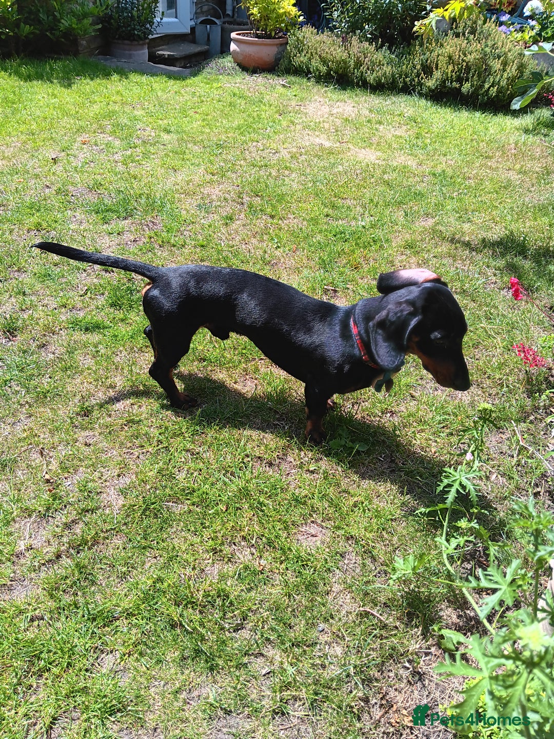 Dachshund dogs for sale: 1 year old Male Dauchund for Sale - Image 11