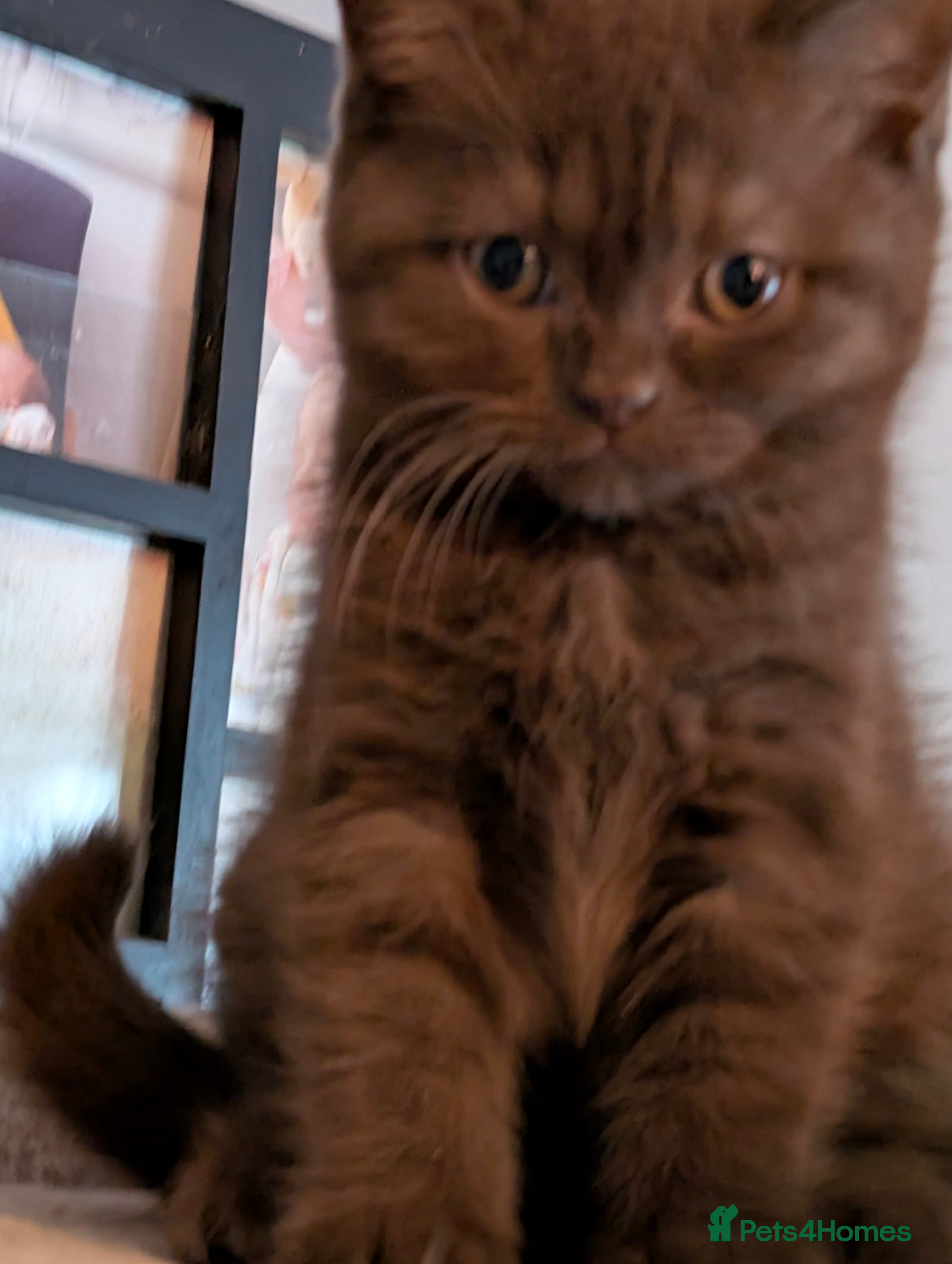 British Longhair cats 2 British shorthair kitten with insurance - Advert 1