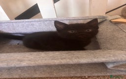 Mixed Breed cats for sale: 2 lovely half bengal girls ready now! - Image 8