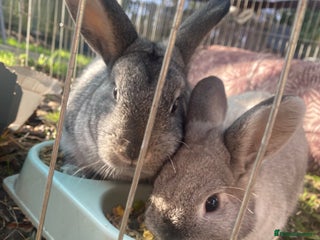 Netherland Dwarf rabbits for sale: 2 female rabbits must be kept together! - Advert 1