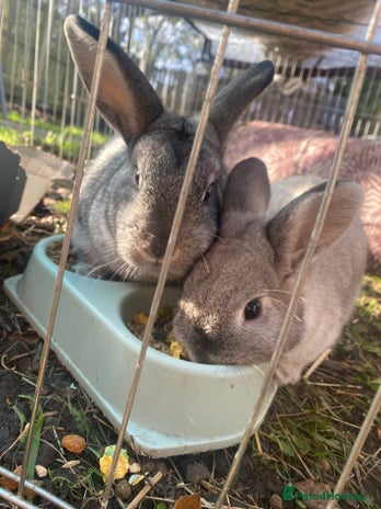 Netherland Dwarf rabbits 2 female rabbits must be kept together! - Advert 1
