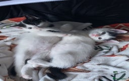 Mixed Breed cats for sale: 2 beautiful Dalmatian kittens left - Image 1