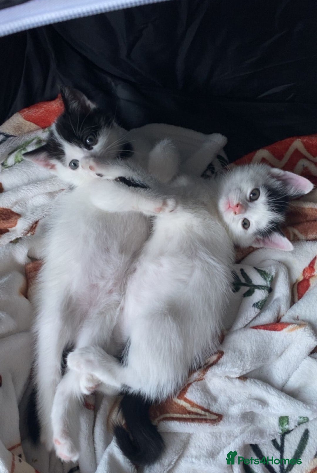 Mixed Breed cats for sale: 2 beautiful Dalmatian kittens left - Image 1