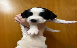Cockapoo dogs for sale: Beautiful F1 Cockapoos For Sale  - Image 8