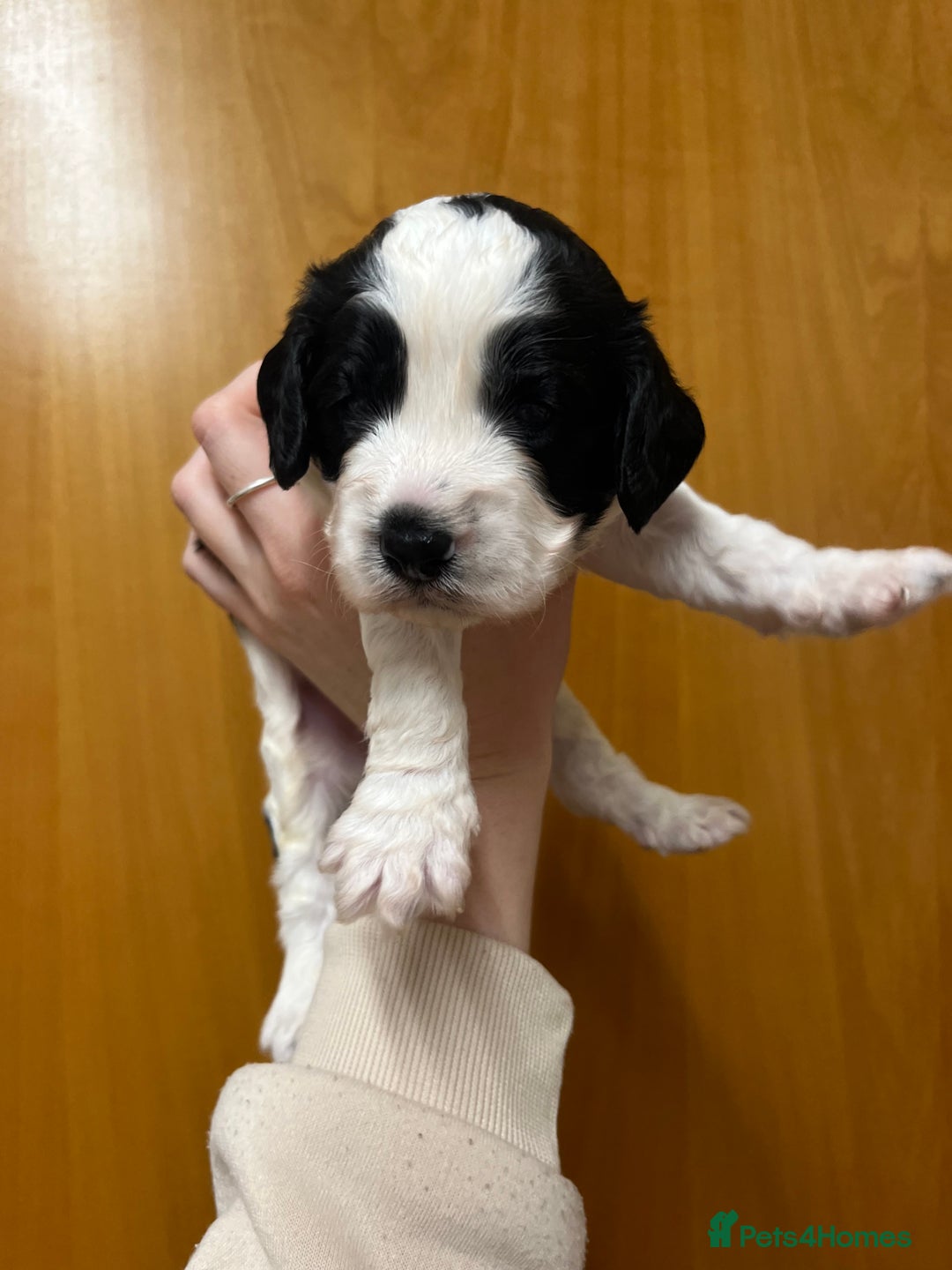 Cockapoo dogs for sale: Beautiful F1 Cockapoos For Sale  - Image 8