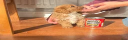 Cavapoo dogs for sale: Tiny Toy Cavapoo Puppies - Advert 18