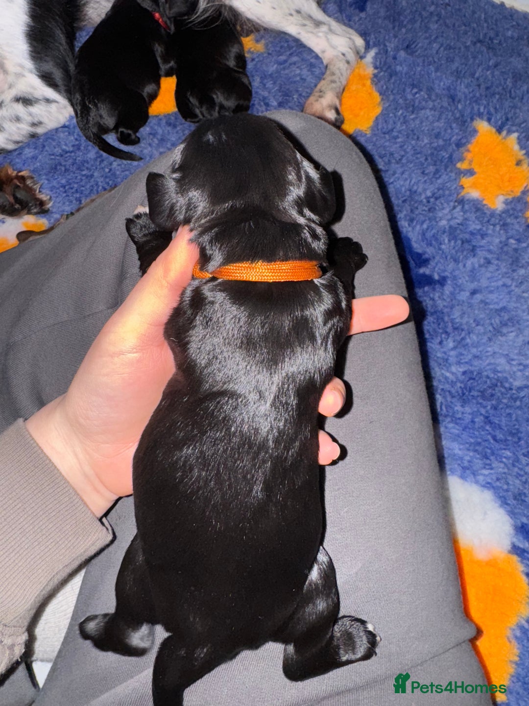 Sprocker dogs for sale: Sprocker Spaniel Puppies - Advert 15