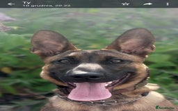 Belgian Shepherd Dog dogs for sale: PuppiesDWKC registered Working Line,Tested Parents - Image 19