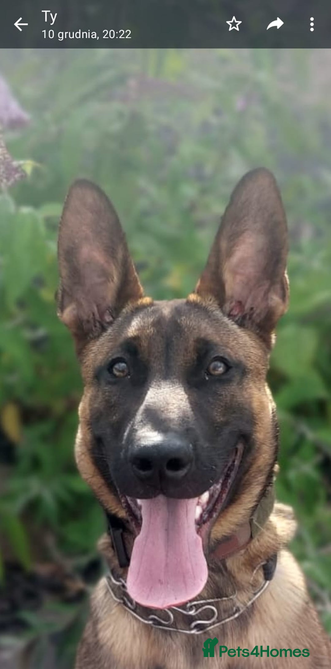 Belgian Shepherd Dog dogs for sale: PuppiesDWKC registered Working Line,Tested Parents - Image 19