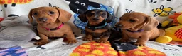 Miniature Dachshund dogs for sale: KC Mini Dachshund.  - Advert 8