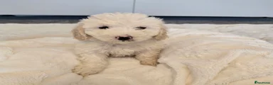 Maltipoo 1