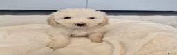 Maltipoo dogs for sale: 🐾 Beautiful Maltipoo Puppies – Home-Raised 🐾 - Advert 16