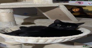 Mixed Breed cats - Advert 3