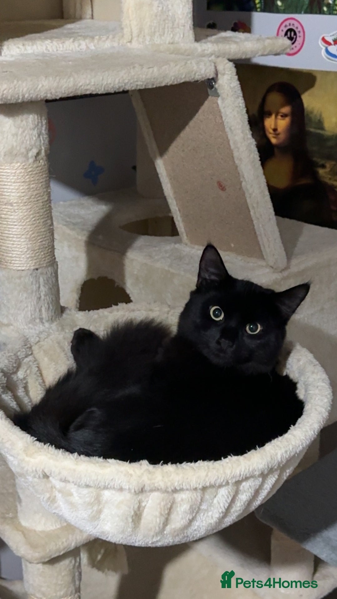 Mixed Breed cats for sale: Morpheus, BSH X Maine coon for sale  - Image 3