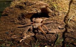 Spiders invertebrates for sale: Tarantulas For Sale  - Advert 5