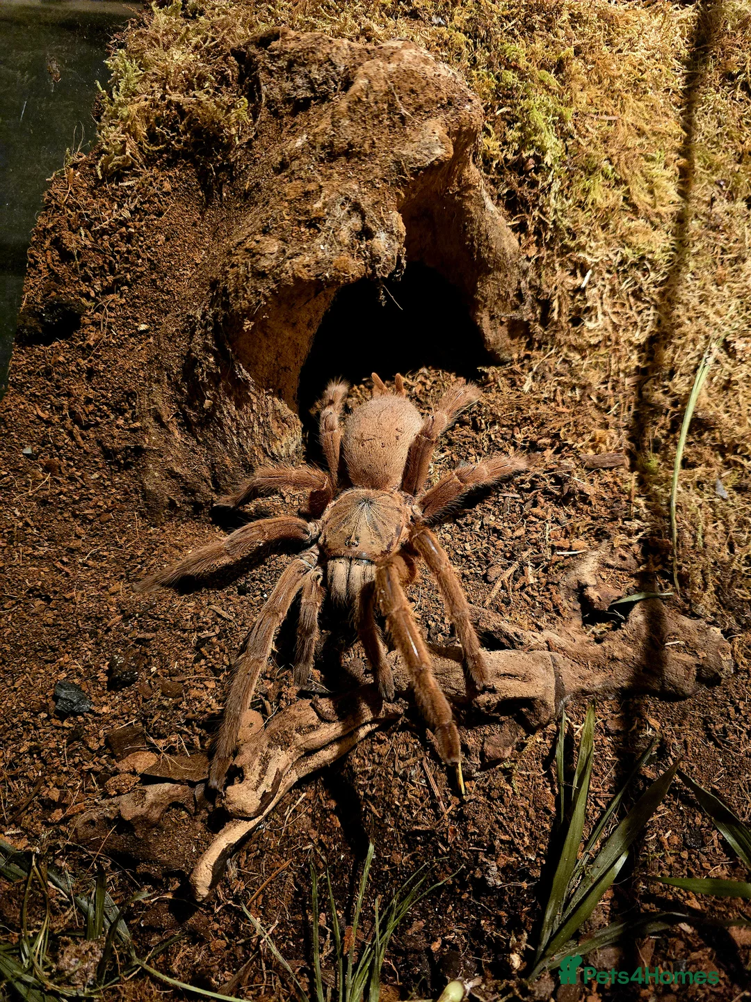 Spiders invertebrates for sale: Tarantulas For Sale Amazing collection  - Advert 6