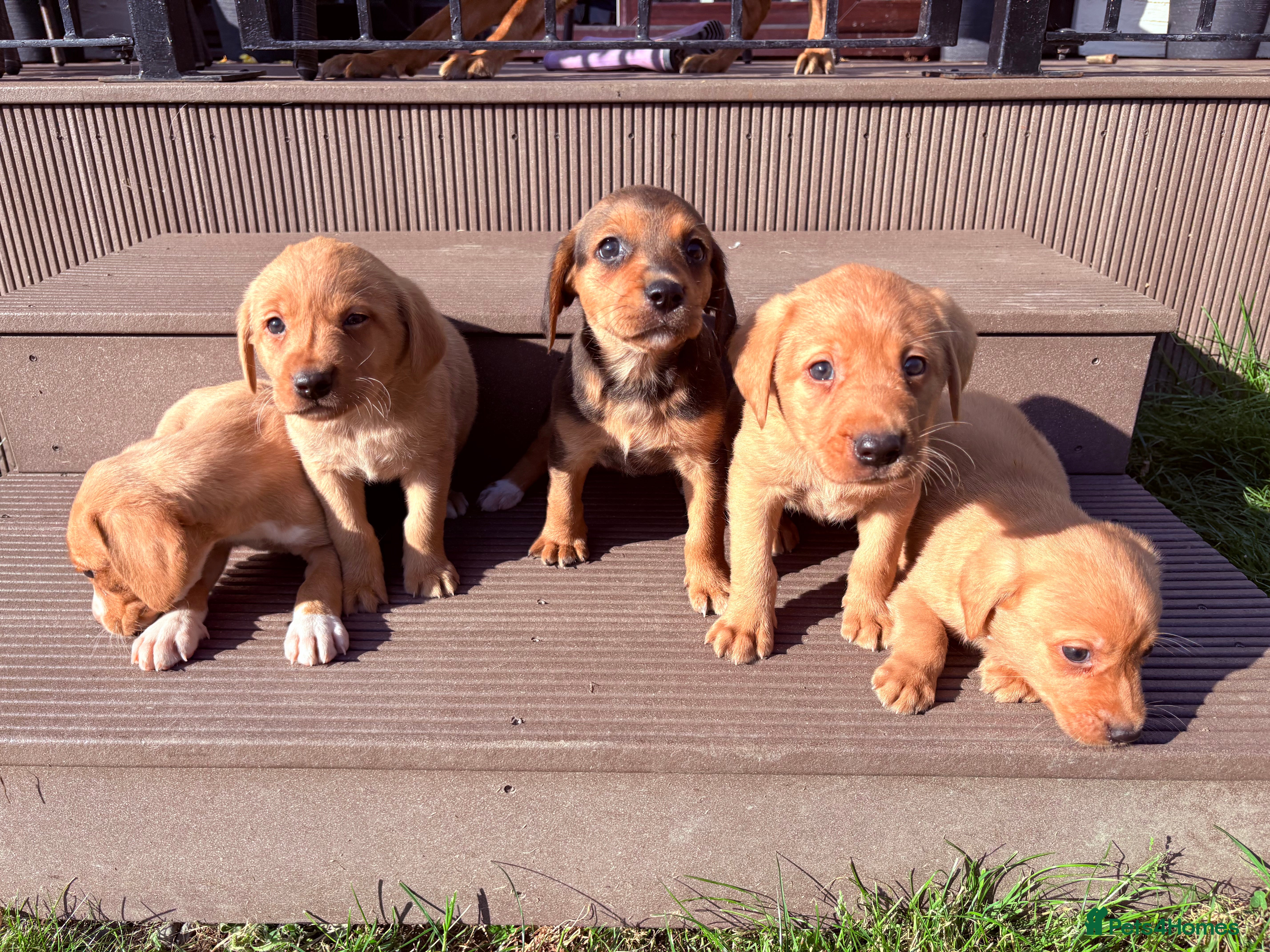 Mixed Breed dogs Labrador x Beagle  - Advert 1