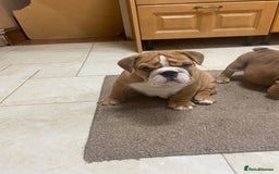 English Bulldog dogs for sale: Stunning Litter Of English Bulldog Puppies - Image 3