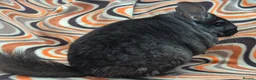 Chinchilla rodents for sale: Variety of chinchillas babys and adults - Advert 39