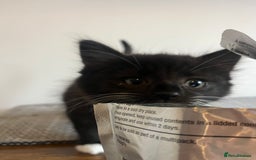 British Shorthair cats for sale: Kittens  - Image 9