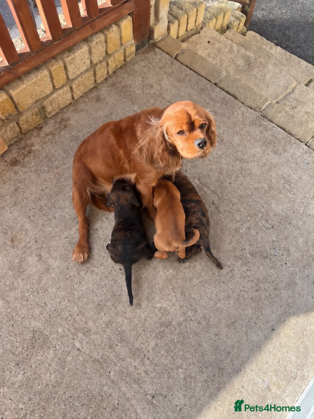 Mixed Breed dogs Cavajack puppies for sale  - Advert 2