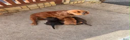 Mixed Breed dogs for sale: Cavajack puppies for sale  - Advert 2