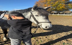 Hungarian warmblood horses for sale: Super 7 yr old mare (Hungarian import) - Image 2