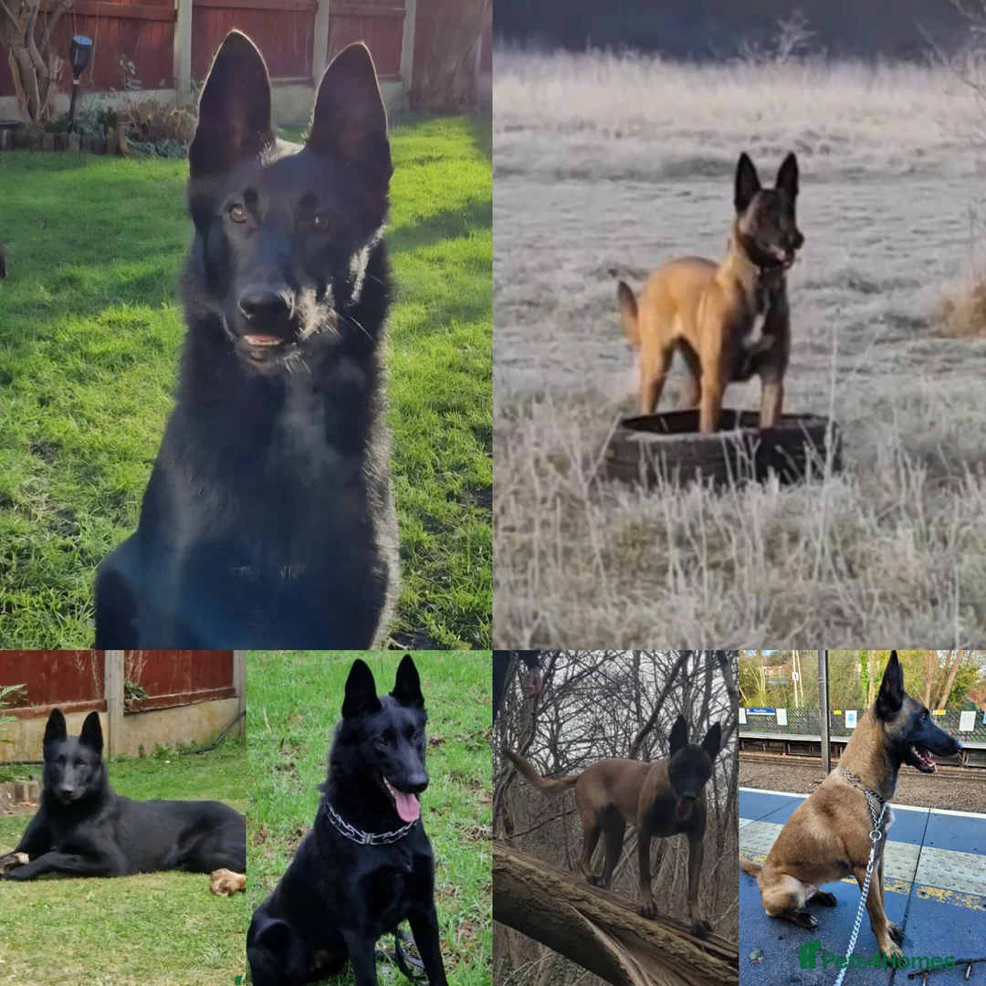 Belgian Shepherd Dog dogs for sale: Top quality Malinois puppies protectioning line - Advert 15