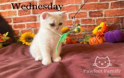 British Shorthair cats for sale: Superb pedigree show quality kittens - Image 12