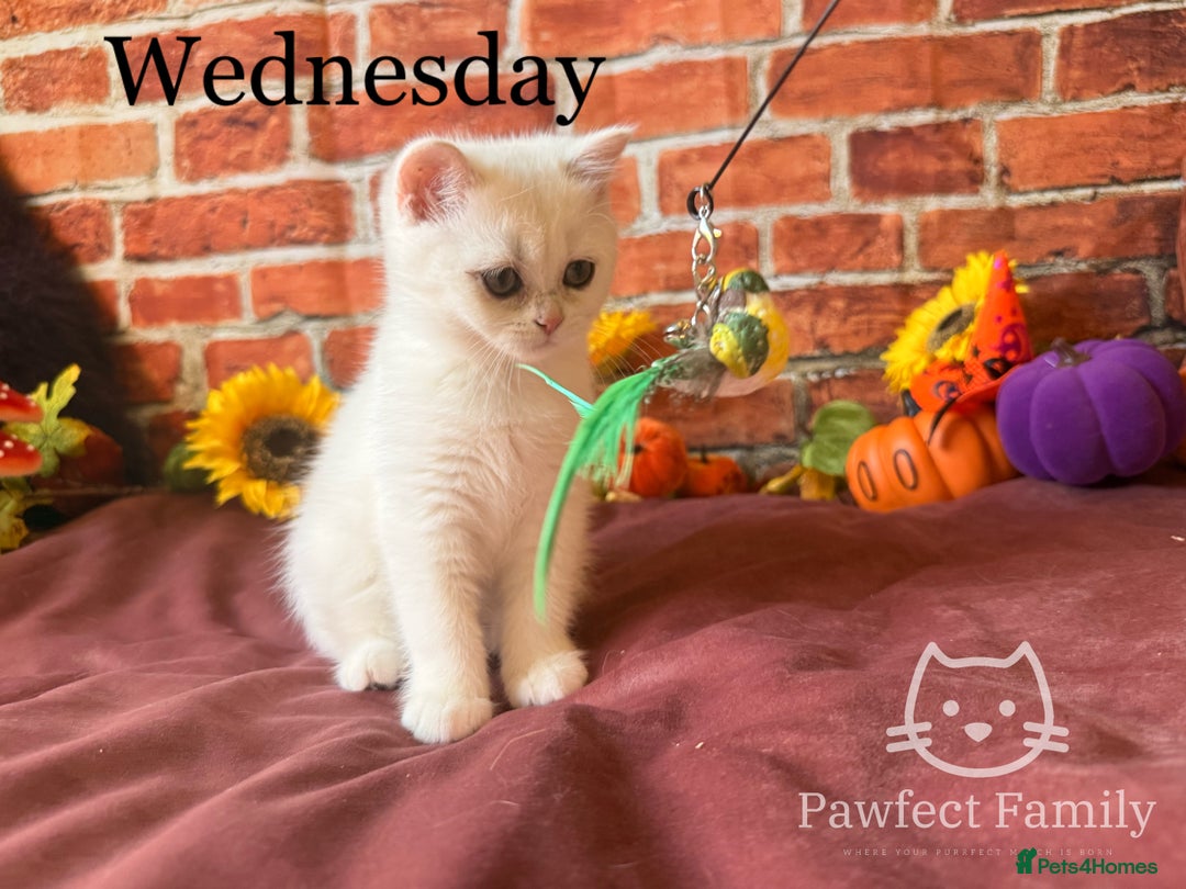 British Shorthair cats for sale: Superb pedigree show quality kittens - Image 12