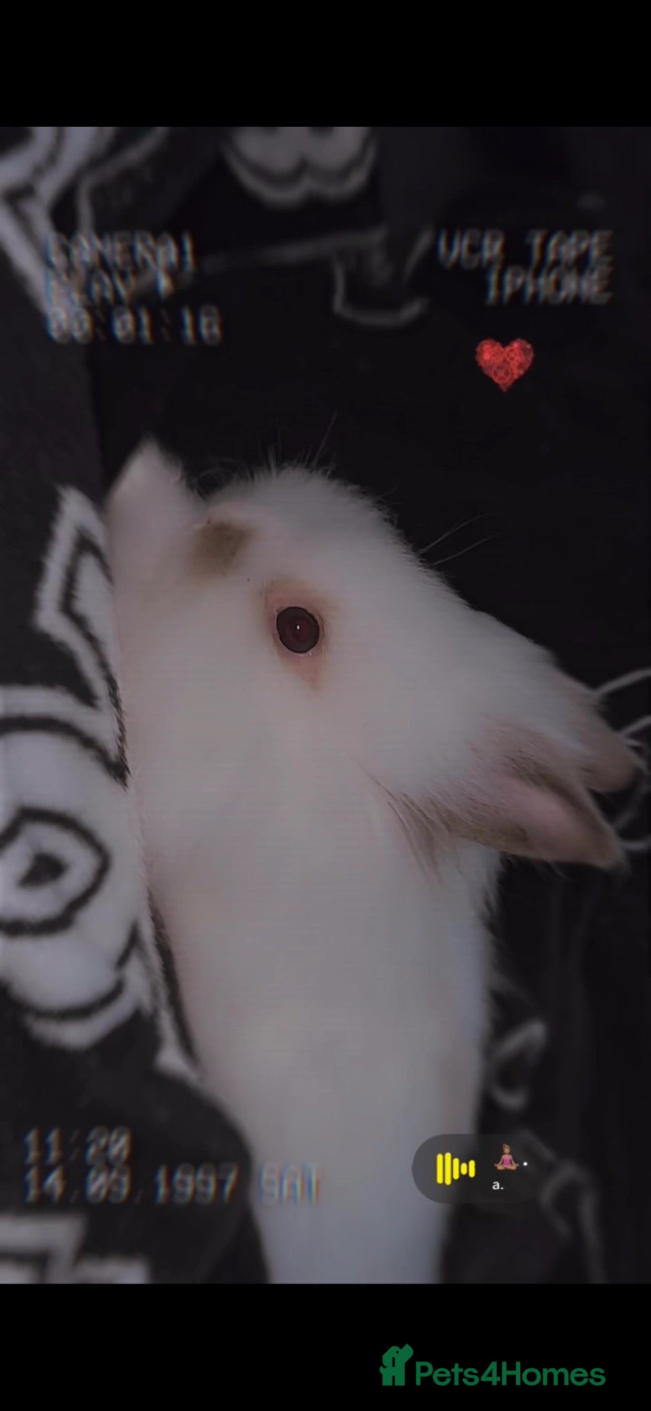 Mini Lop rabbits Sale  - Advert 1