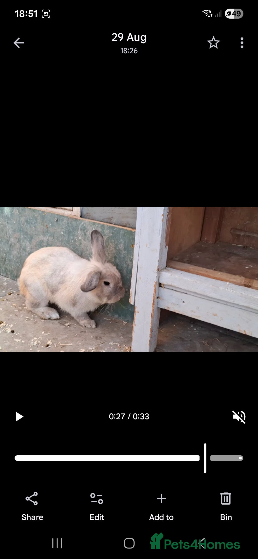 Lionhead rabbits for sale: Male Lionhead 6 months old - Image 4