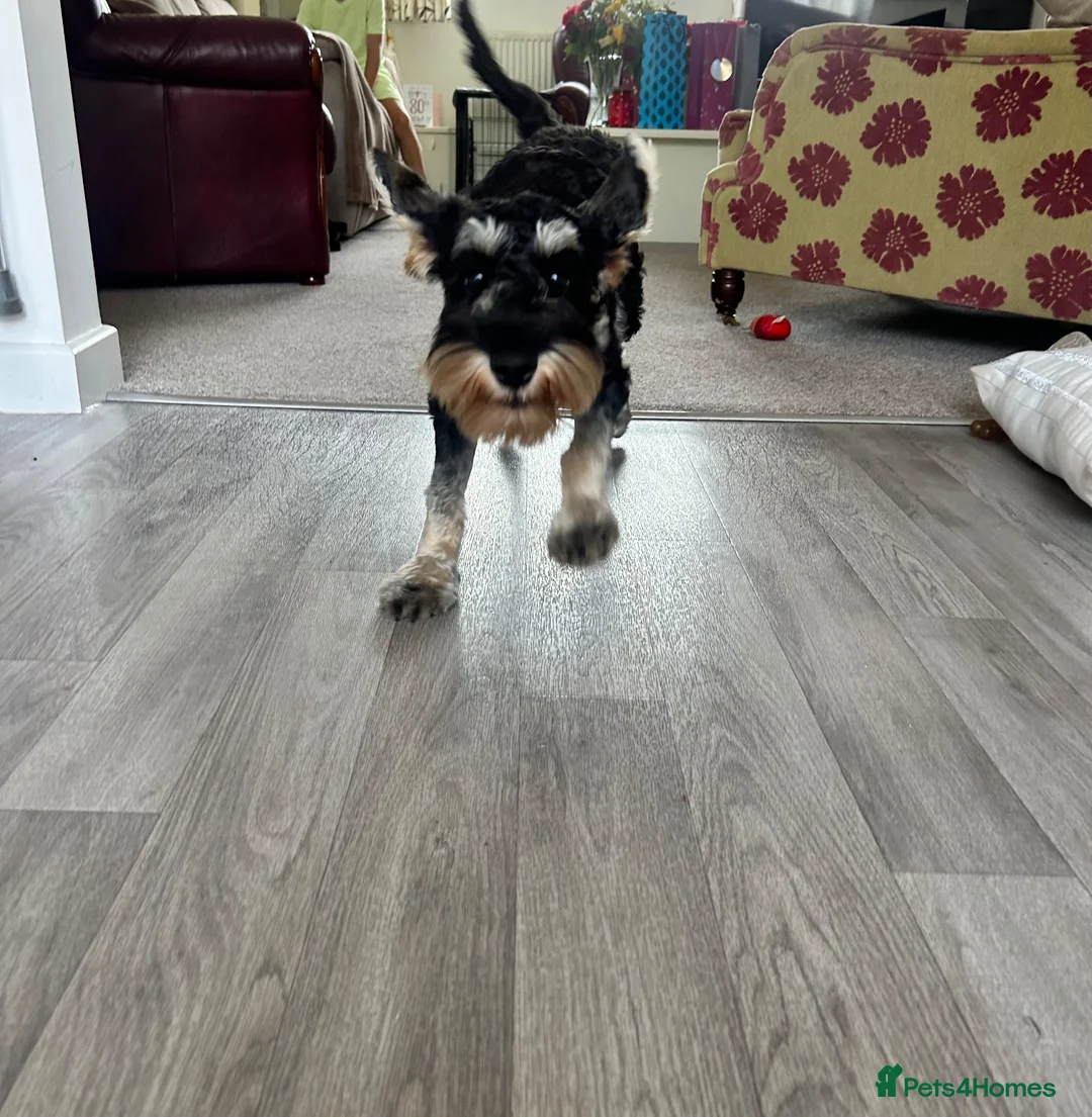 Mixed Breed dogs for sale: 6 month old Schnockerpoo, Oscar 🤍 - Advert 2
