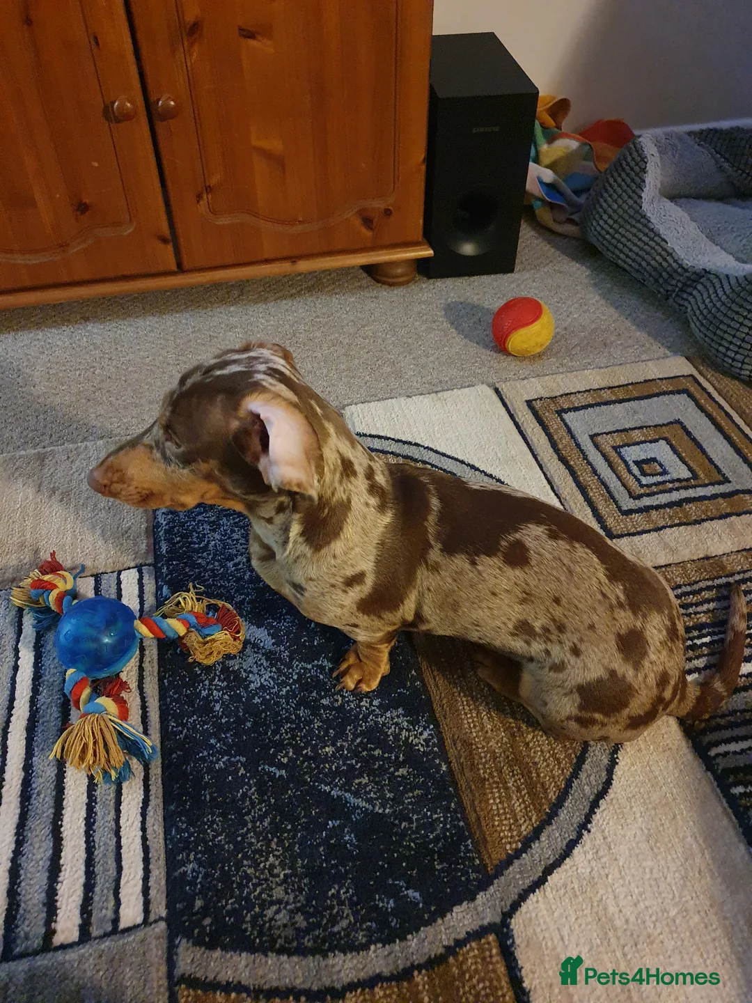 Miniature Dachshund dogs for sale: Miniature Smooth-Haired Dachshund  - Advert 4