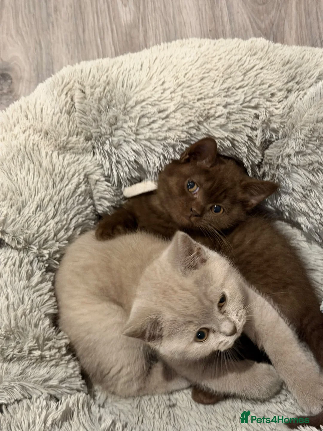 British Shorthair cats for sale: Cinnamon British Short Hair kitten - Advert 3
