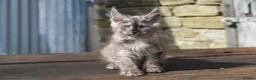 Maine Coon cats for sale: XL Maine coon kittens  - Advert 8