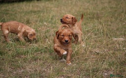 Golden Retriever dogs for sale: Dark Red Kc Registered Golden Retriever Puppies - Image 17