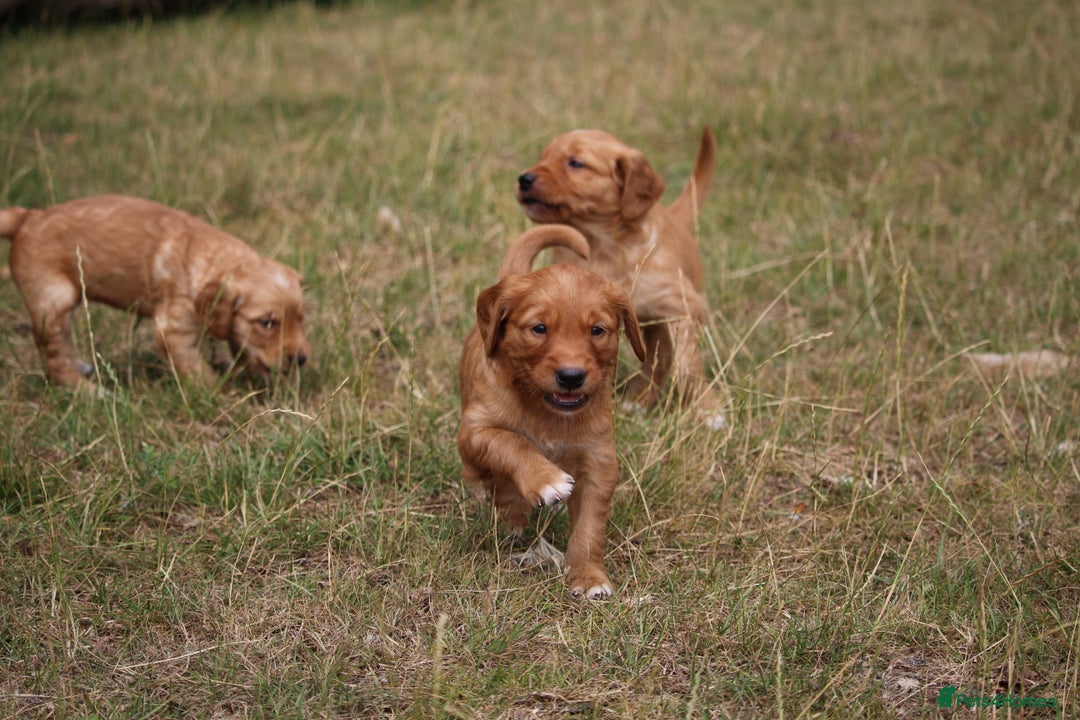 Golden Retriever dogs for sale: Dark Red Kc Registered Golden Retriever Puppies - Image 17
