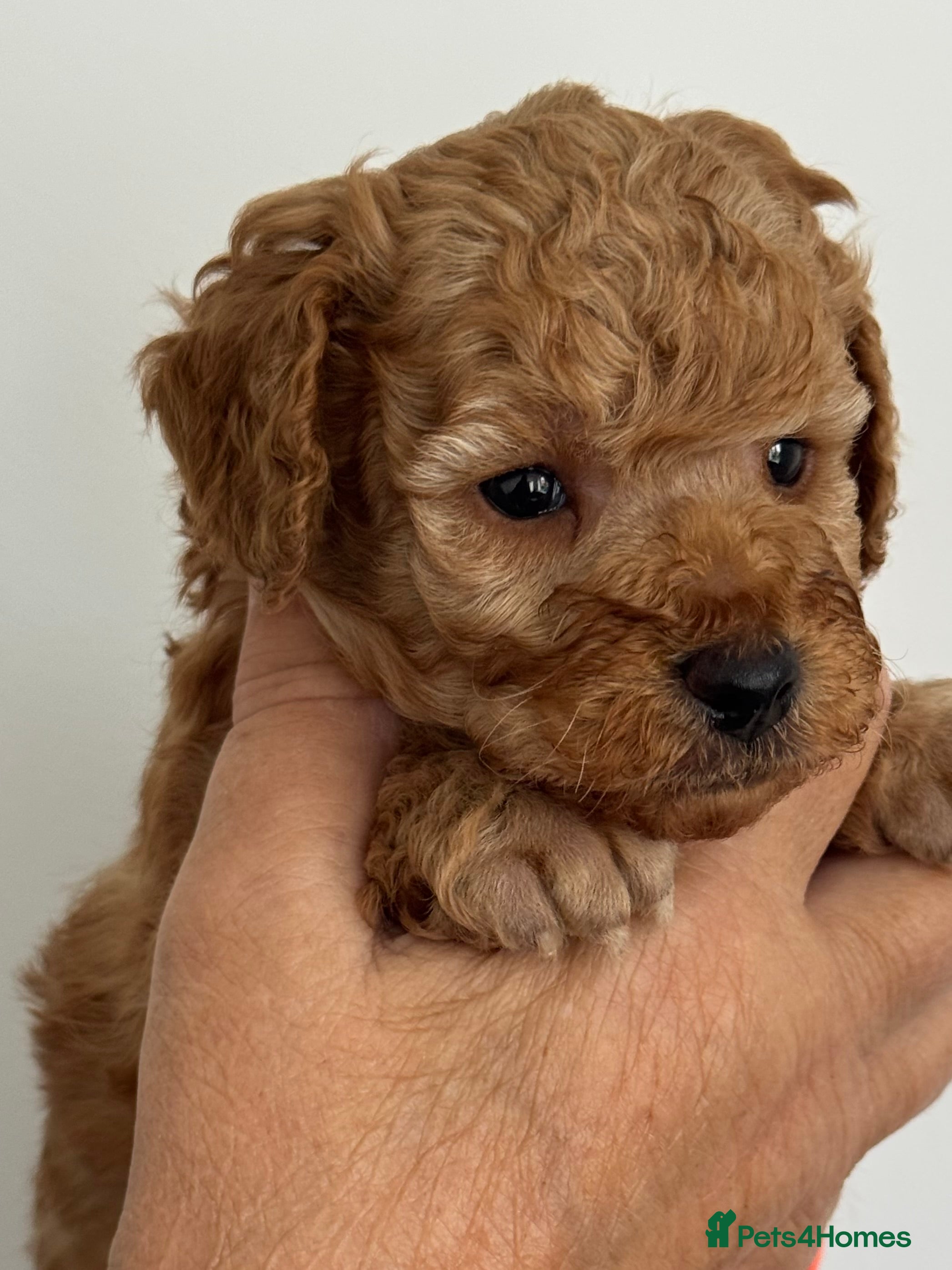 Toy Poodle dogs KC registered outstanding toy boys  - Advert 2
