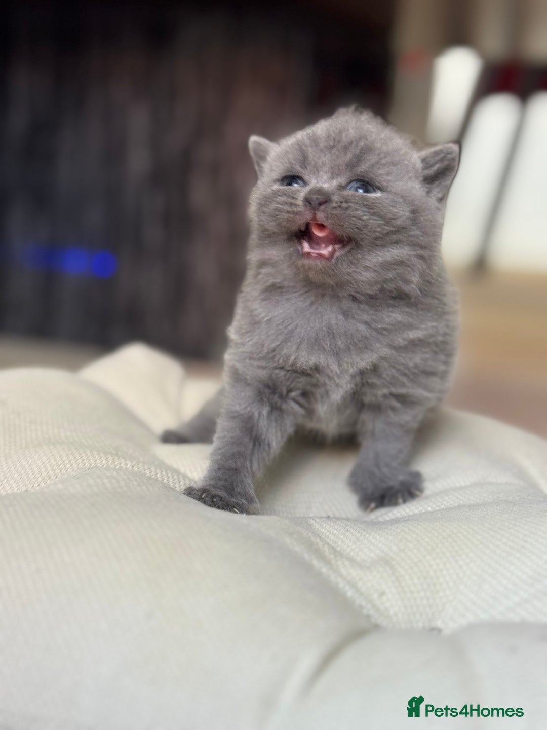 British Shorthair cats for sale: Blue British shorthair  - Advert 10