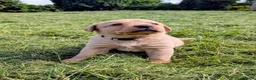 Labrador Retriever dogs for sale: Labrador puppies  in Oswestry - Advert 10
