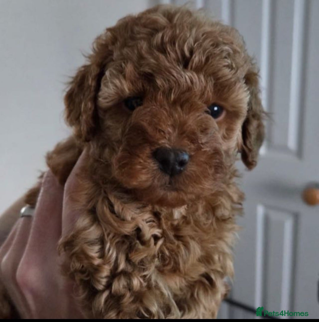 Maltipoo dogs Beautiful Maltipoo Girl - 9 weeks - Advert 1