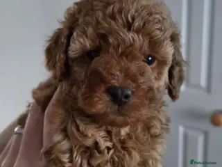 Maltipoo dogs Beautiful Maltipoo Girl - 9 weeks - Advert 1