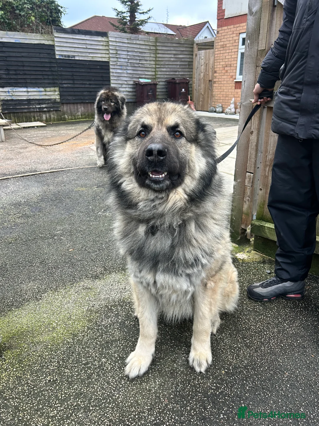 Caucasian Shepherd Dog dogs for sale: Caucasian Shepard  in Liverpool - Advert 1