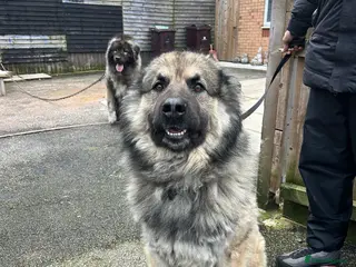 Caucasian Shepherd Dog dogs Caucasian Shepard in Liverpool - Advert 2