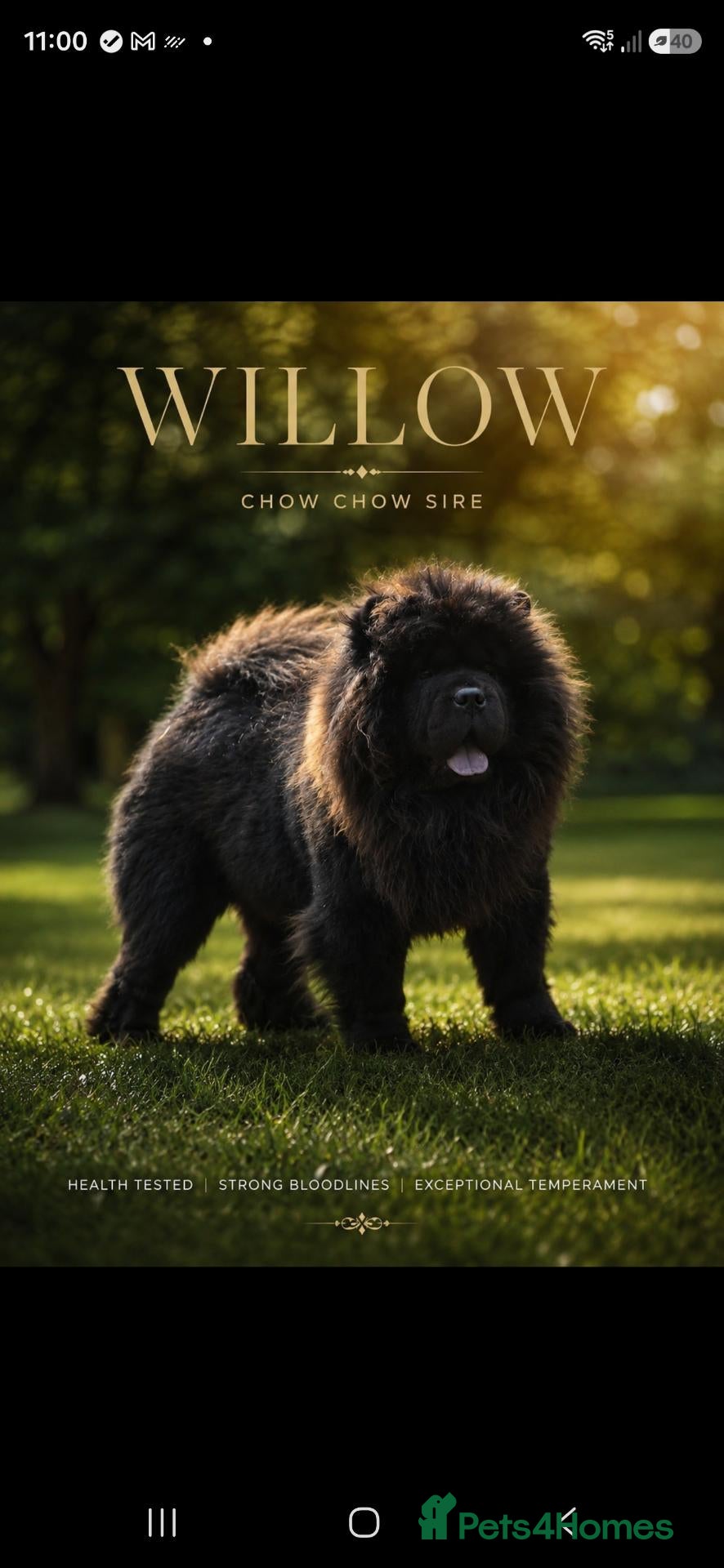 Chow Chow dogs for sale: Stunning best chow chow puppies - Advert 1