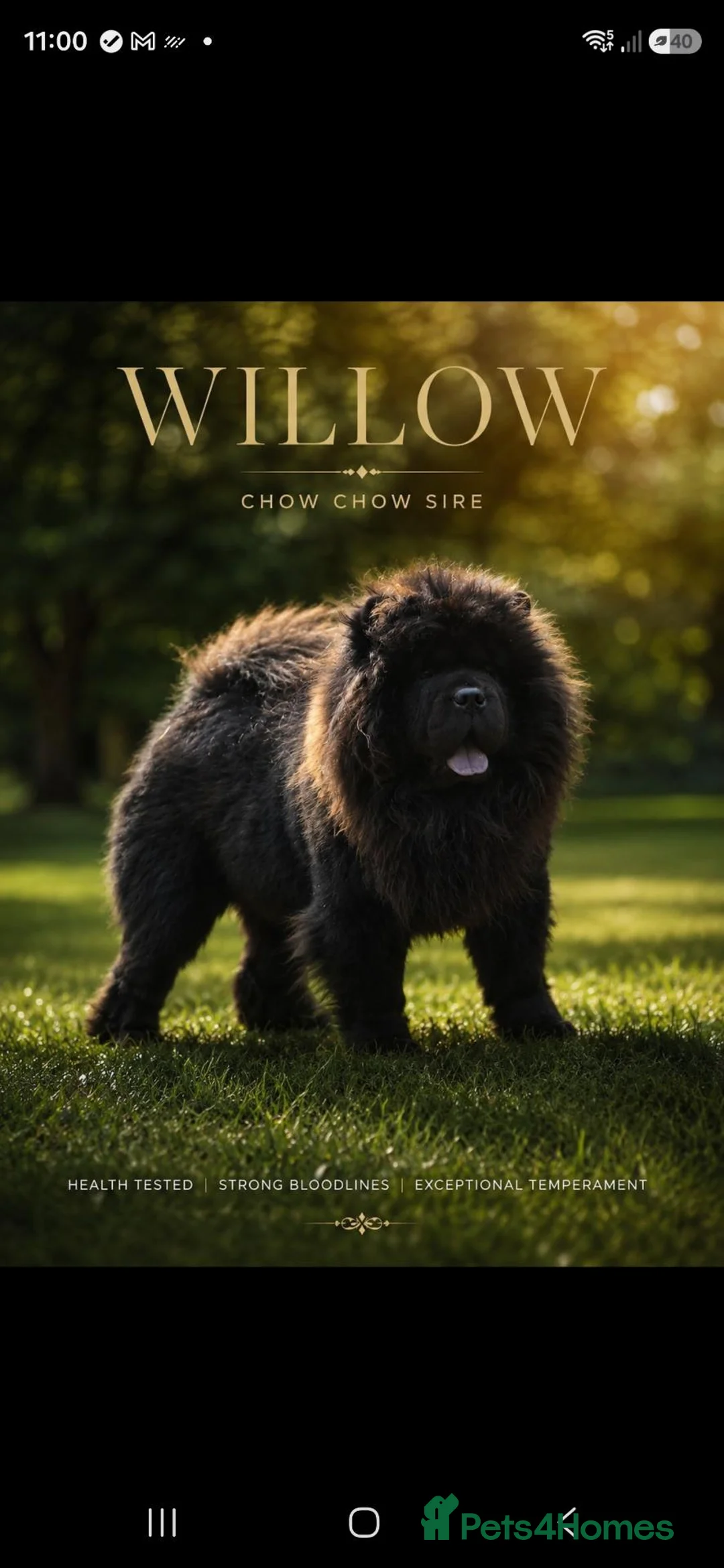 Chow Chow dogs for sale: Stunning best chow chow puppies - Advert 1