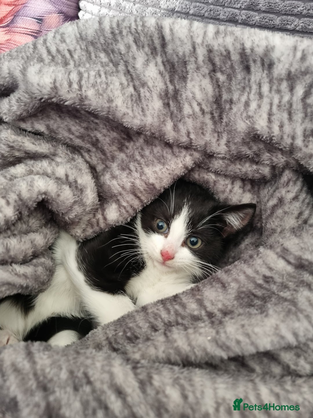 Mixed Breed cats for sale: 3 little kittens for sale - Advert 2